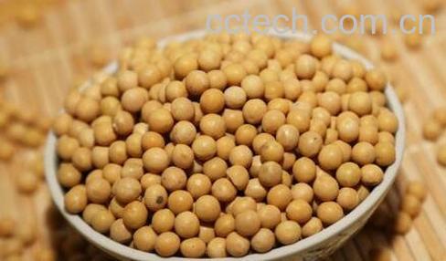 圆黄豆和扁黄豆的区别-1