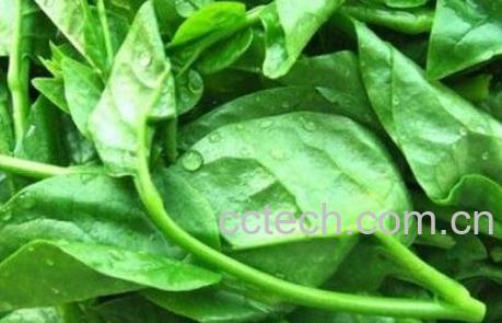 藤菜的功效与作用-1