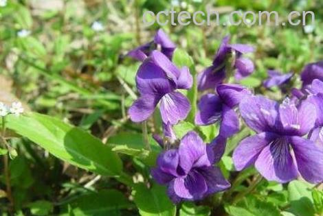 紫花苦菜的功效与作用及副作用-0