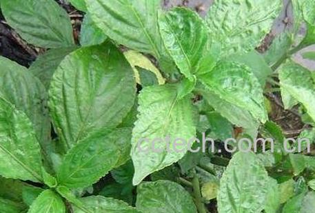 紫花苦菜的功效与作用及副作用-1