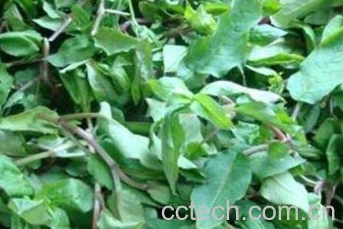 马兰菜的功效与作用-0