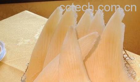 鱼翅的食用禁忌 吃鱼翅要注意哪些-0