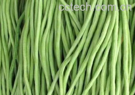 长豇豆的功效与作用-0