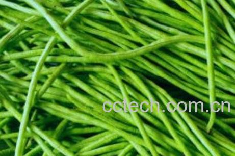 长豇豆的功效与作用-1