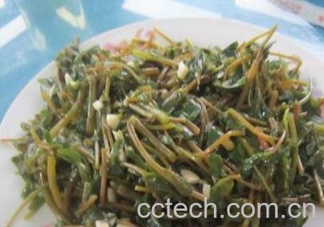 马子菜的功效与作用-1