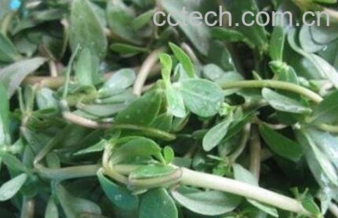 马子菜的功效与作用-0