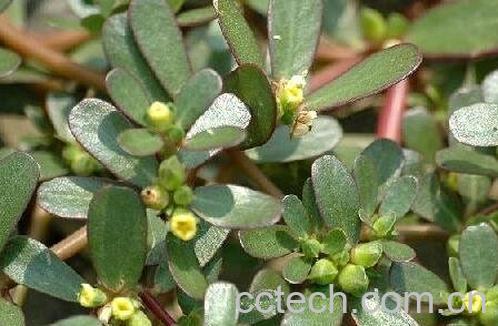 麻齿菜的功效与作用-0