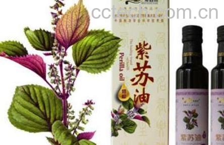 紫苏菜籽油的功效与作用-1
