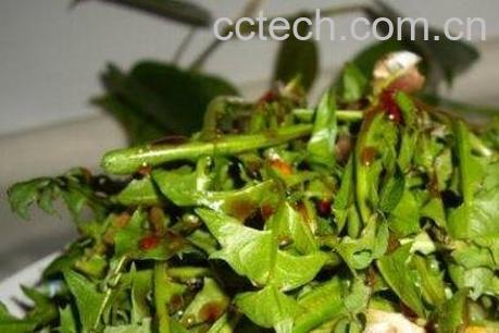 青麻菜的功效与作用及食用方法-1