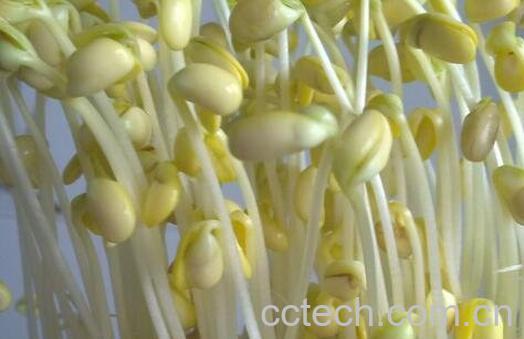 黄豆芽怎么发 黄豆芽培育技术-0