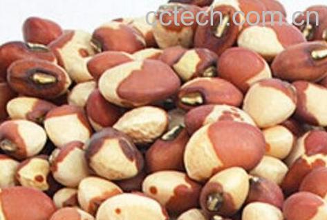 花豇豆的功效与作用-1