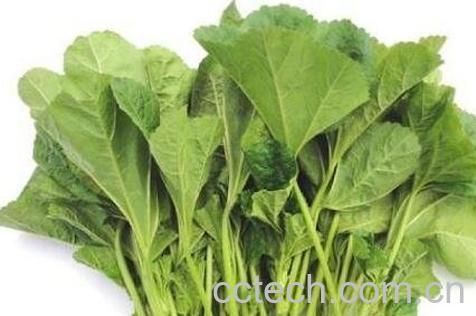 冬寒菜的功效与作用及食用方法-1