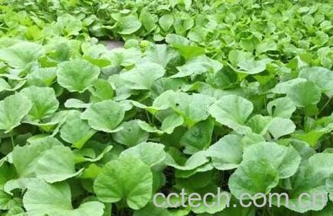 冬寒菜的功效与作用及食用方法-0