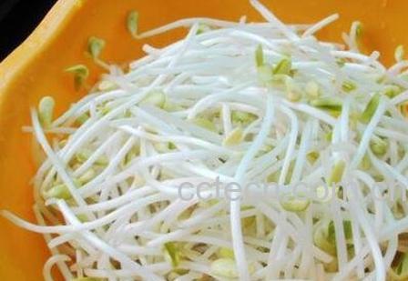 芽菜的功效与作用-0