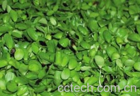 芽菜的功效与作用-1