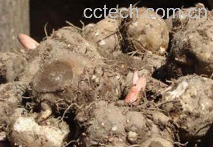 魔芋是什么 魔芋的功效与用途-0