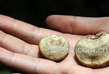 归云果的功效与作用-1