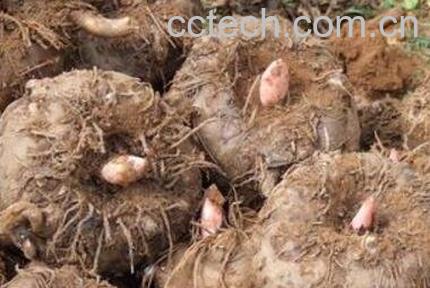 魔芋是什么 魔芋的功效与用途-1