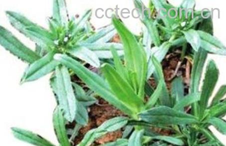 曲曲菜的功效与作用-0