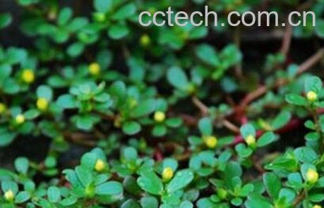 老鼠耳菜的功效-1