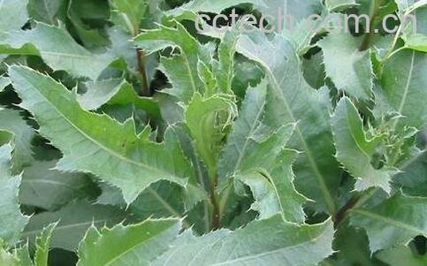 曲曲菜的功效与作用-1