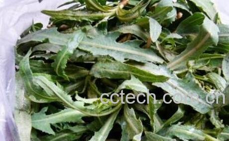 曲么菜的功效与作用-1