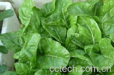 君达菜的功效与作用-0