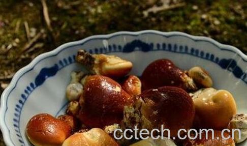 须元果的功效与作用-1