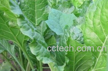 君达菜的功效与作用-1