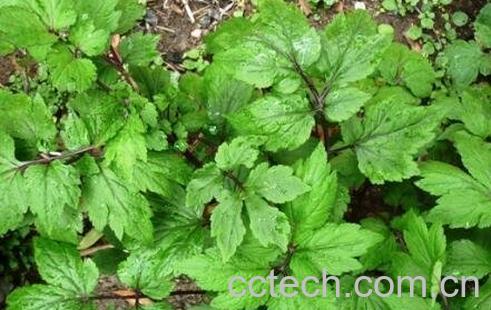 真珠菜的功效与作用-0