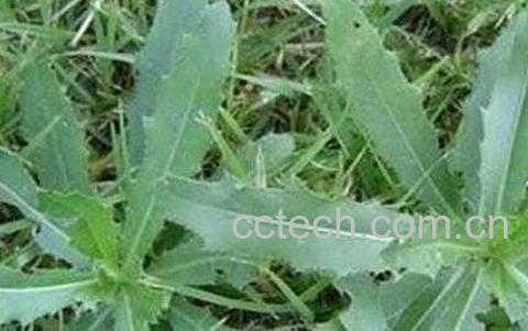 七七菜的功效与作用-1