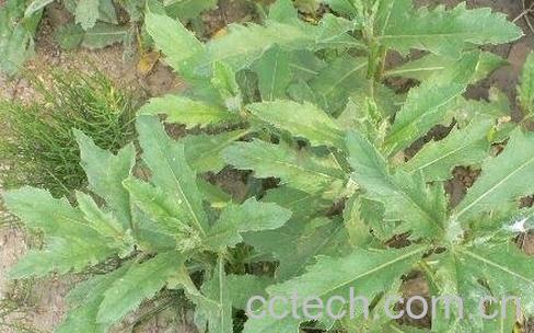 七七菜的功效与作用-0