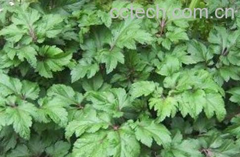 真珠菜的功效与作用-1