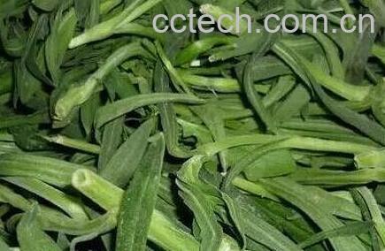 齐齐菜的功效与作用-1