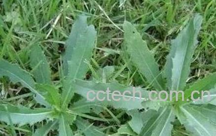 齐齐菜的功效与作用-0