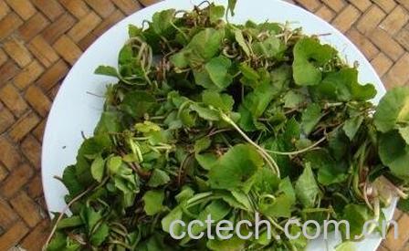 马蹄菜的功效与作用-0