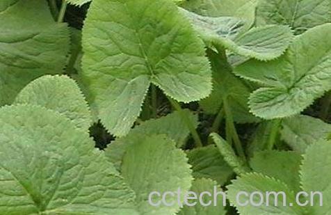 马蹄菜的功效与作用-1