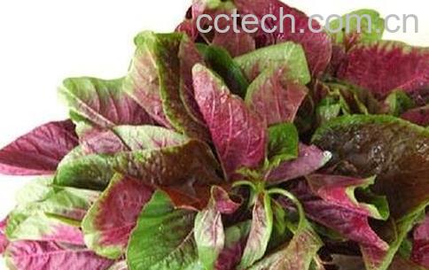 汗菜的功效与营养价值-1