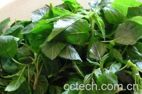 人性菜的功效与作用-1