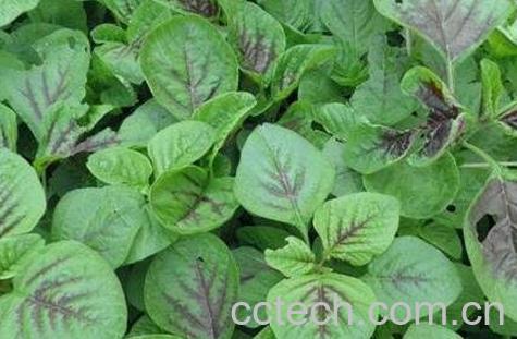 人性菜的功效与作用-0