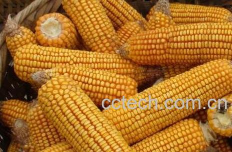 吃玉米的好处和功效-1