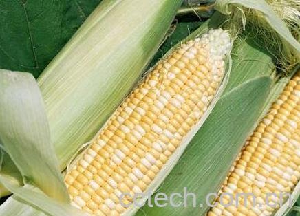 吃玉米的好处和功效-0