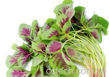 银银菜的功效与作用-1