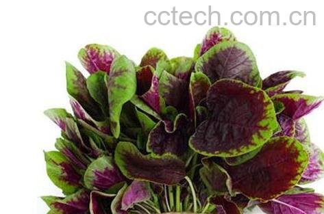 银银菜的功效与作用-0