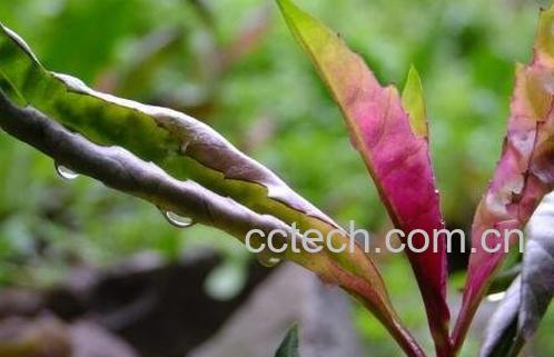 血皮菜的功效与营养价值-1