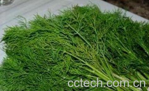 小茴香菜的功效与作用-1