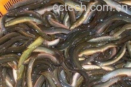 泥鳅鱼的副作用-0