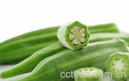 羊角菜的功效与作用-0