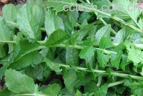 老萝卜菜叶怎么做好吃-0