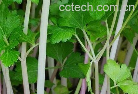 紫芹菜的功效与作用-0